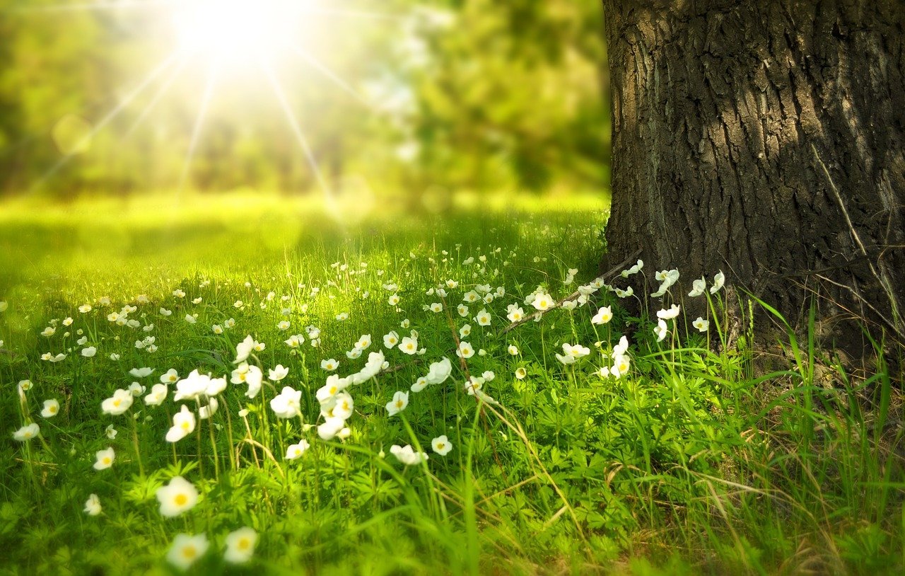 nature nature